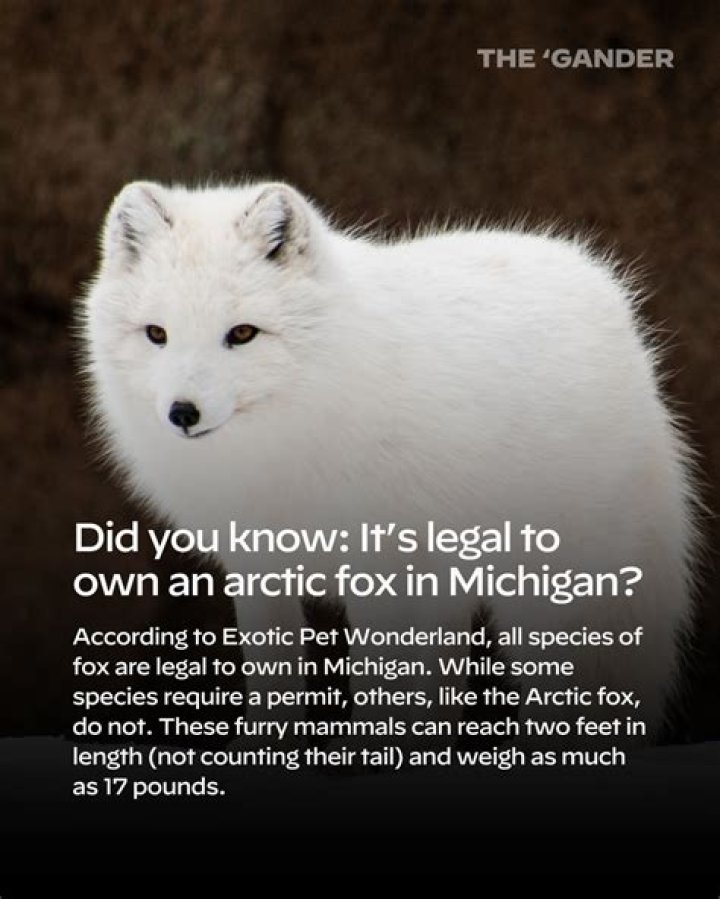 Is it legal to own an Arctic fox UK?