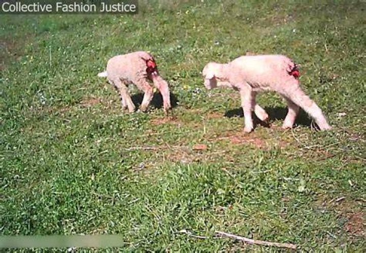 Is mulesing still legal in Australia?