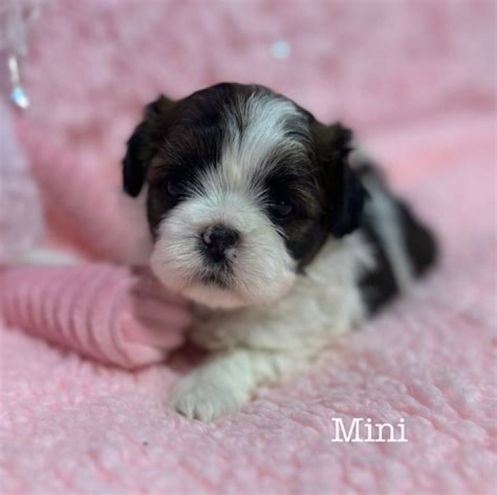 Is there a mini Shih Tzu?