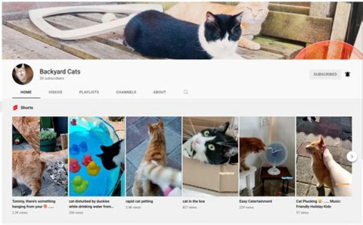 Is there a YouTube for cats?