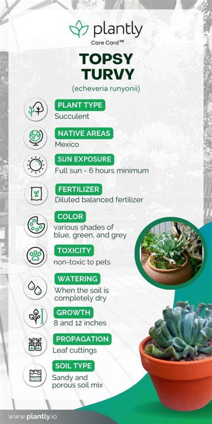 Is topsy turvy succulent toxic?