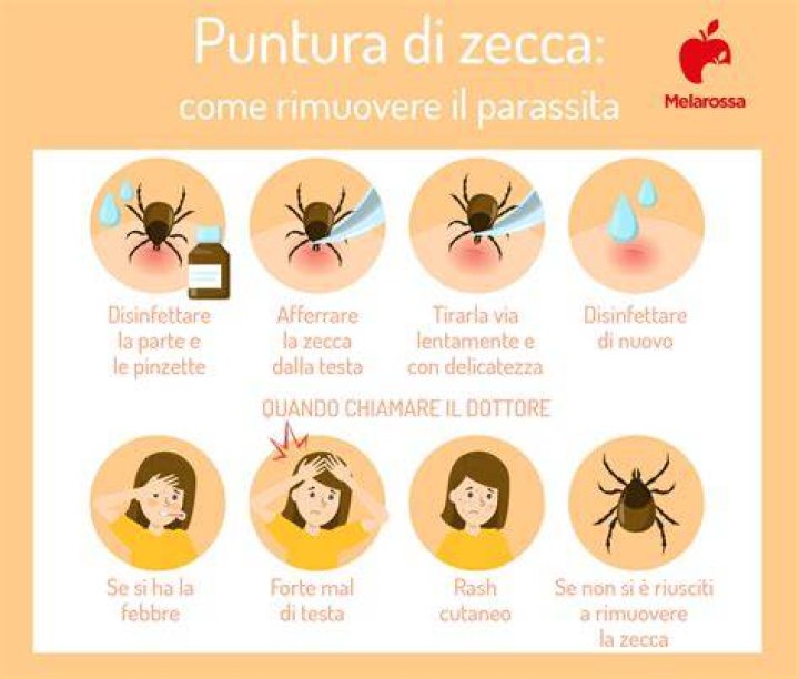 Quando viene assunto un antibiotico con morso di zecca?