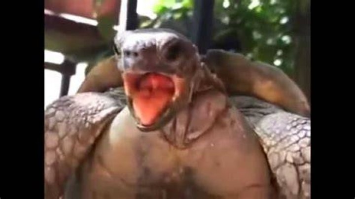 What animals make funny noises?