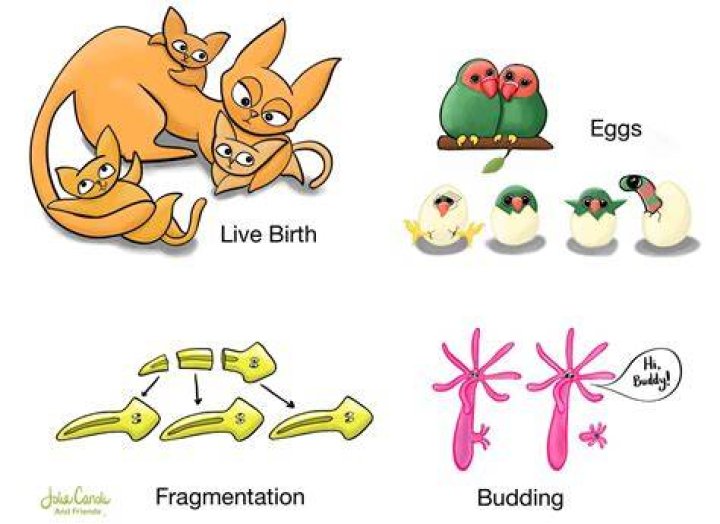What animals reproduce budding?