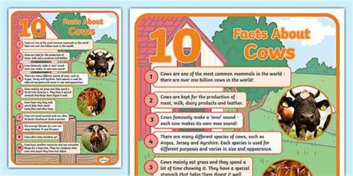 What are 10 facts about cows?