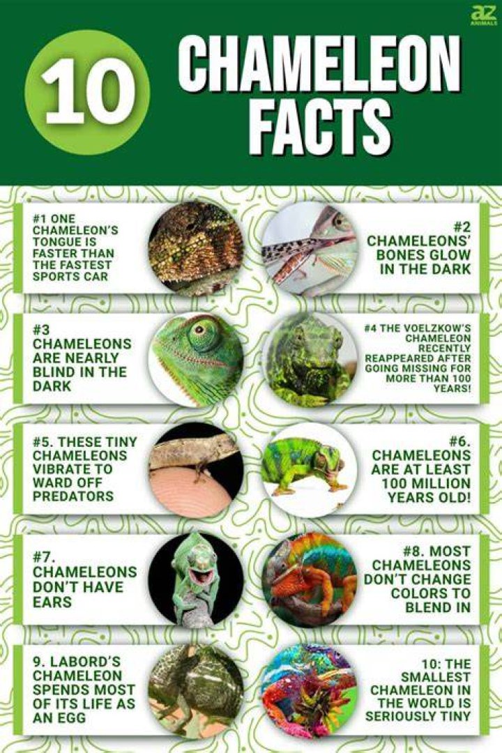 What are 3 interesting facts about chameleons?