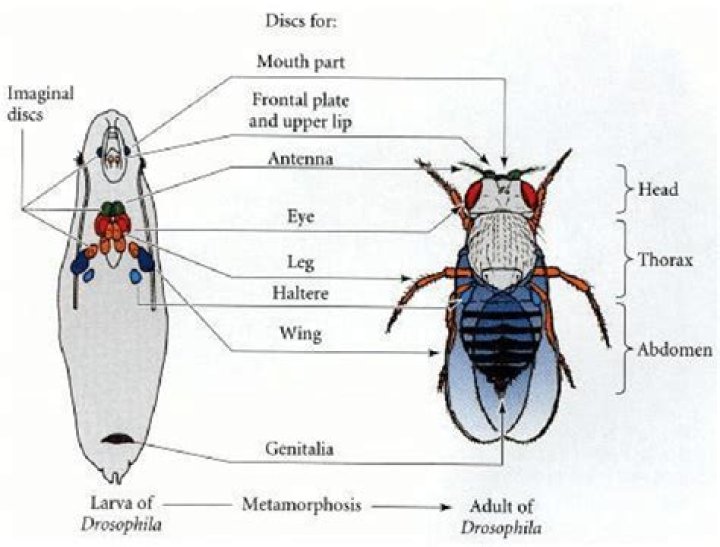 What are imaginal discs in Drosophila?
