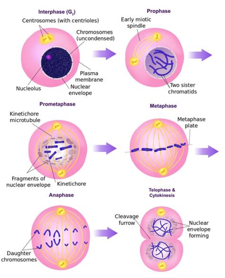 What are the 4 stages of interphase in order?