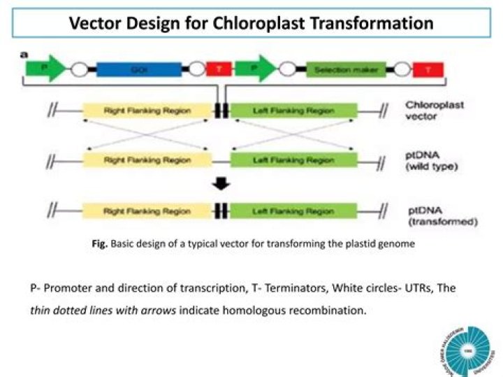 What are the advantages of chloroplast transformation?