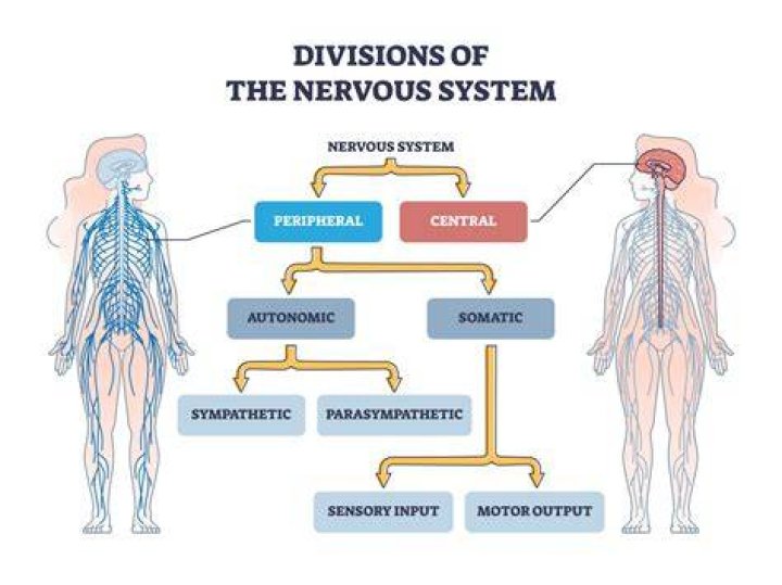 What are the four main divisions of the peripheral nervous system?