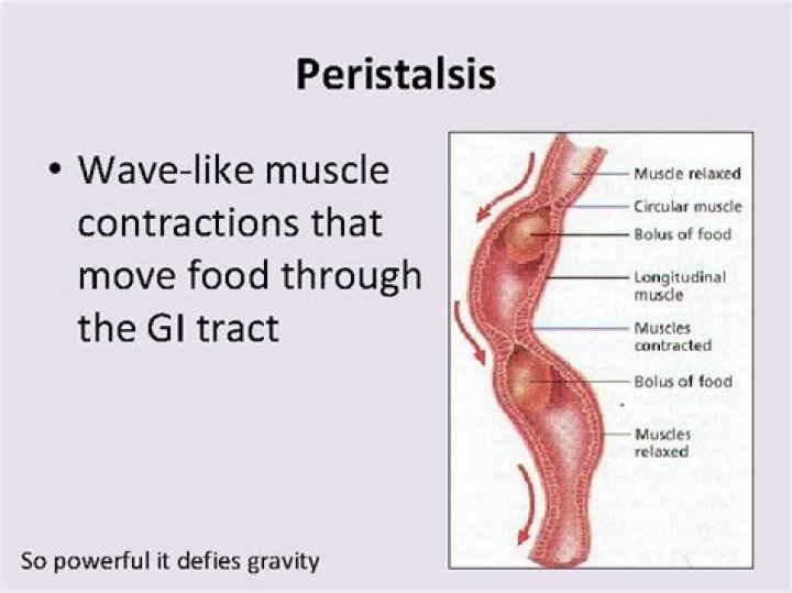 What are the wave like contractions that move food through?