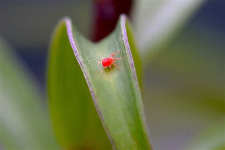 What are these little tiny red bugs?