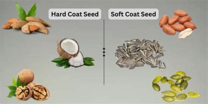 What are three examples of seeds that have a hard seed coat?