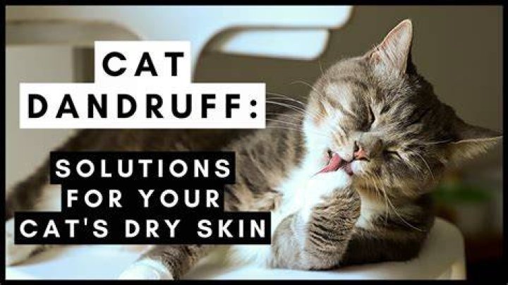 What cat food is best for cats with dandruff?