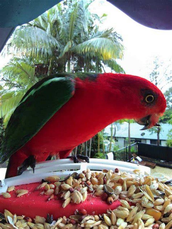 What do Australian king parrots eat?