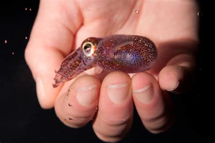 What do bobtail squids eat?