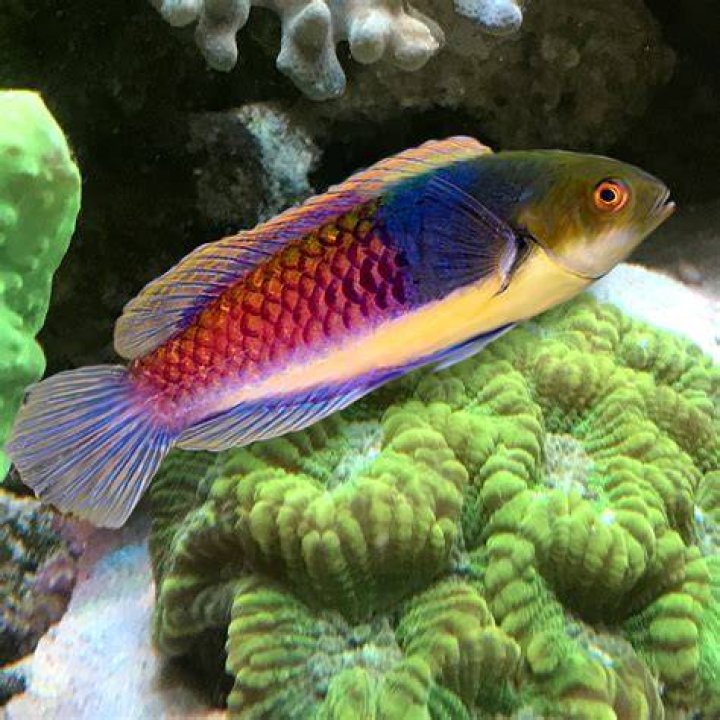 What do fairy wrasse eat?