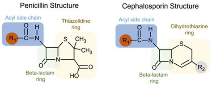 What do penicillins and cephalosporins do?