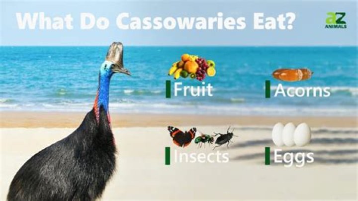 What do the cassowaries eat?