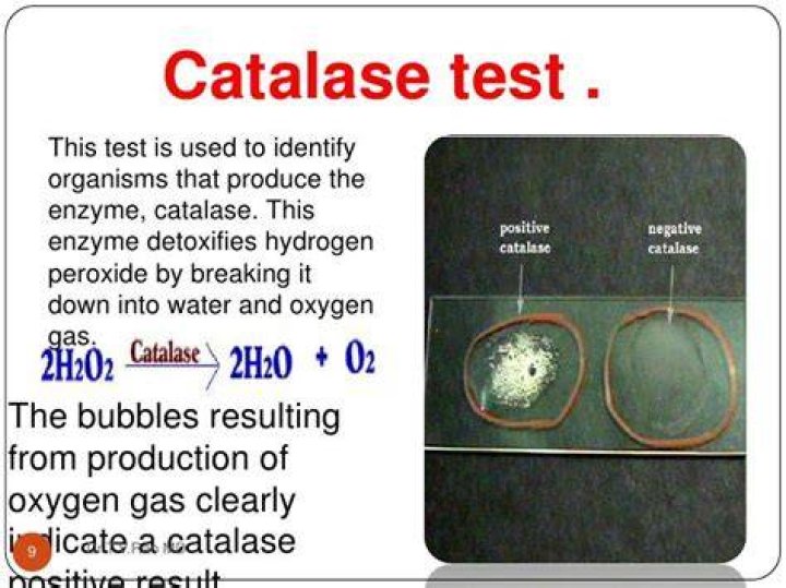 What does it mean if a bacteria is catalase negative?