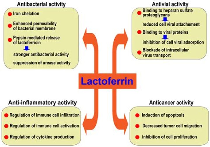 What does lactoferrin do to bacteria?
