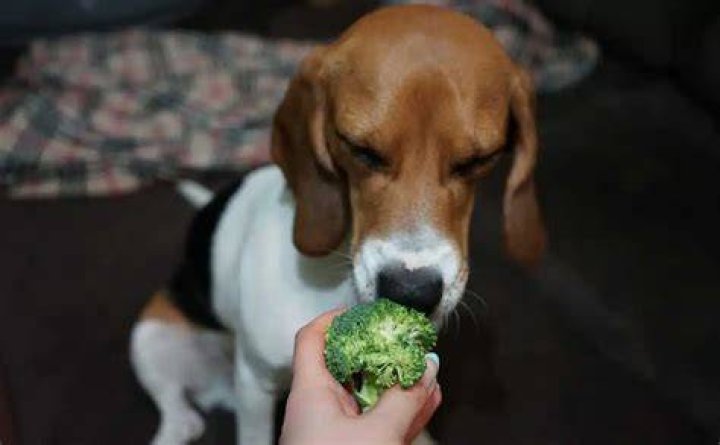 What happens if a dog eats broccoli?
