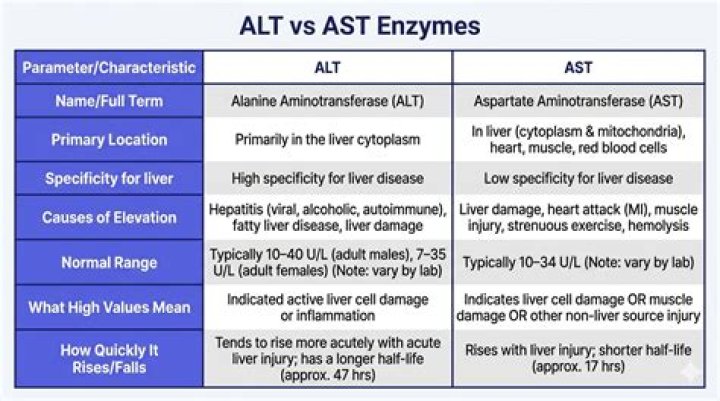 What happens if ALT and AST are high?