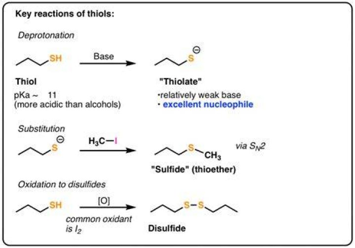 What happens when thiols are oxidized?
