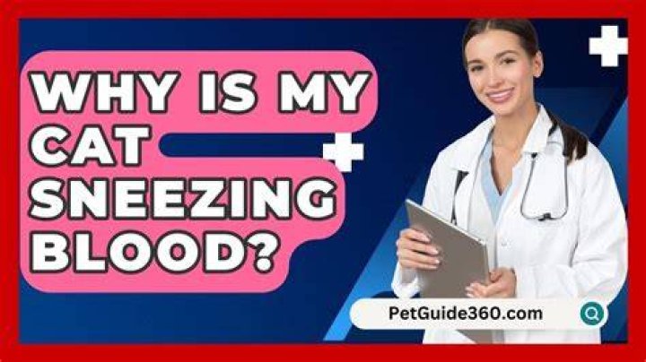 What if my cat sneezes blood?