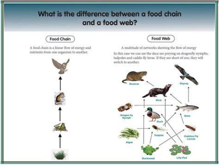What is a tadpole in a food web?