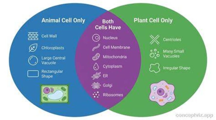 What is a Venn diagram bio?