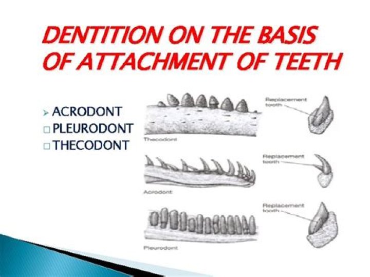What is acrodont dentition?