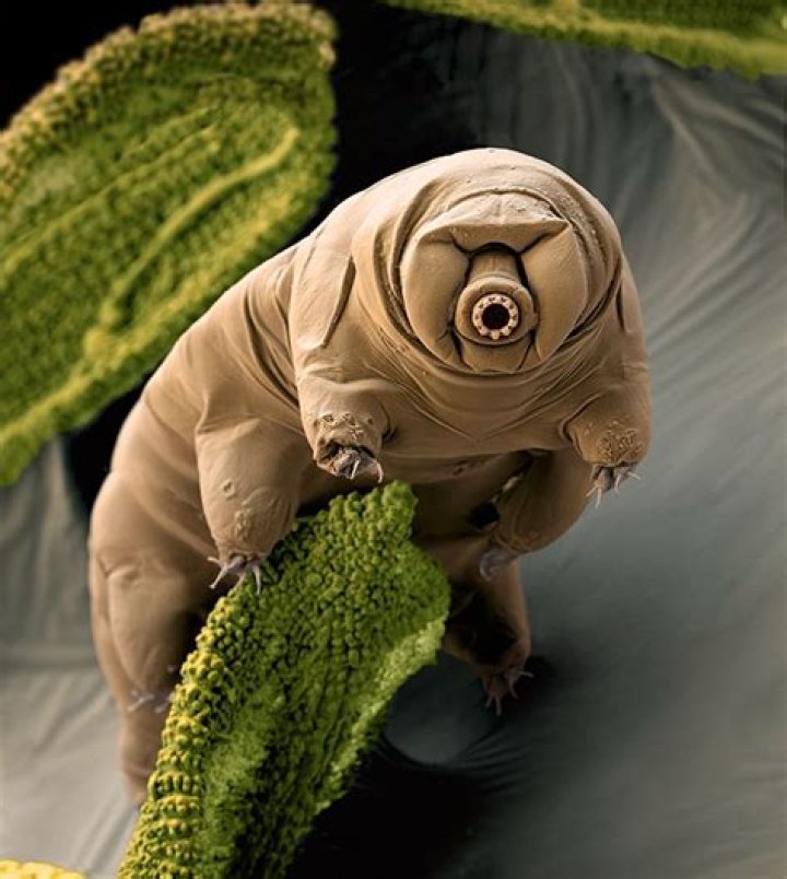 What is an APOD animal?