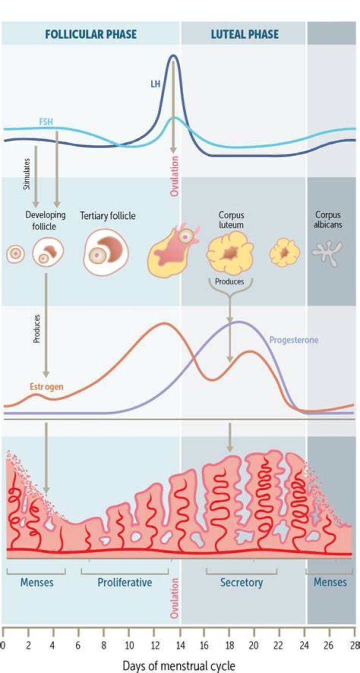 What is an ovulatory cycle?