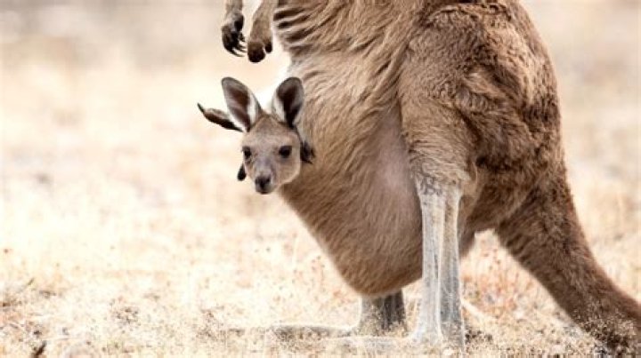 What is another name for kangaroo pouch?