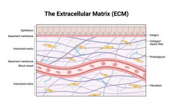 What is in extracellular matrix?