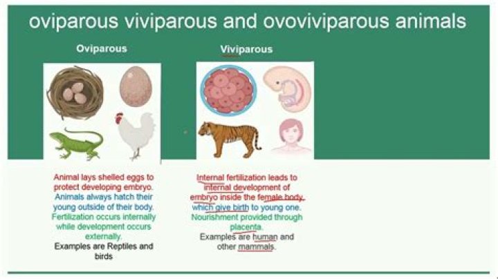 What is oviparous Ovoviviparous?