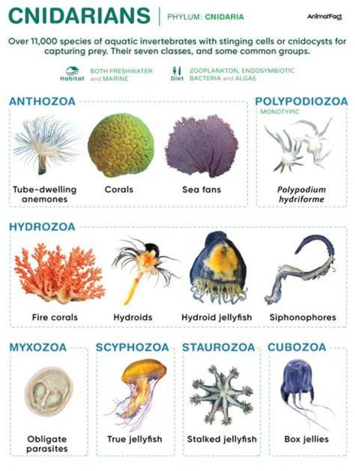 What is special about cnidarians?