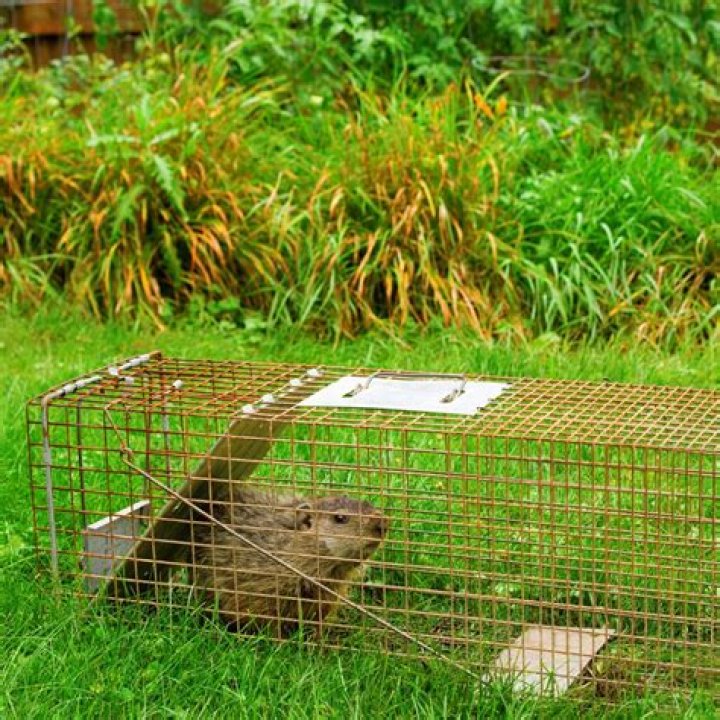What is the best bait to trap groundhogs?