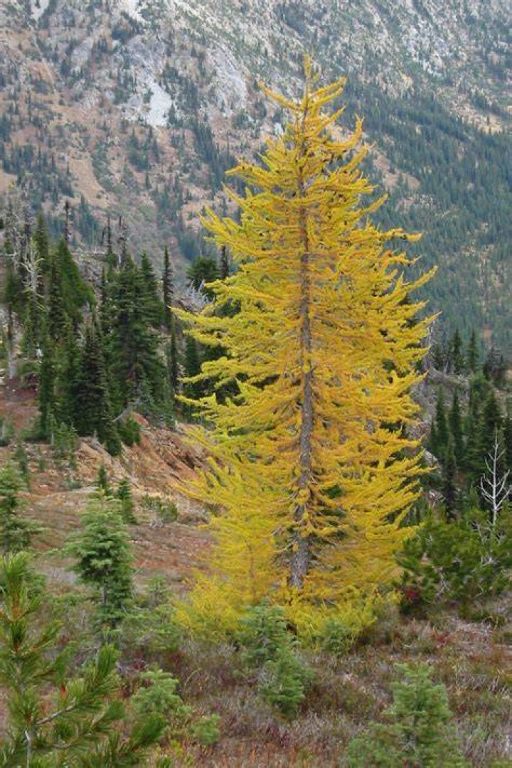 What is the definition of larches?