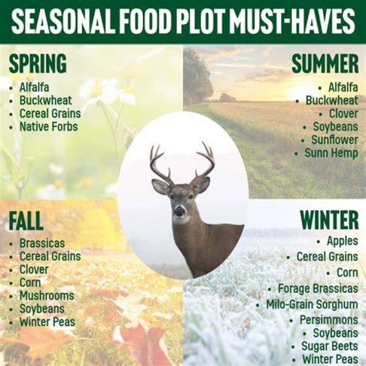 What is the fastest growing food plot for deer?