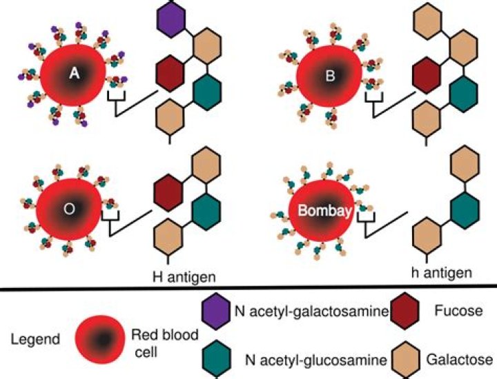 What is the hh antigen system?