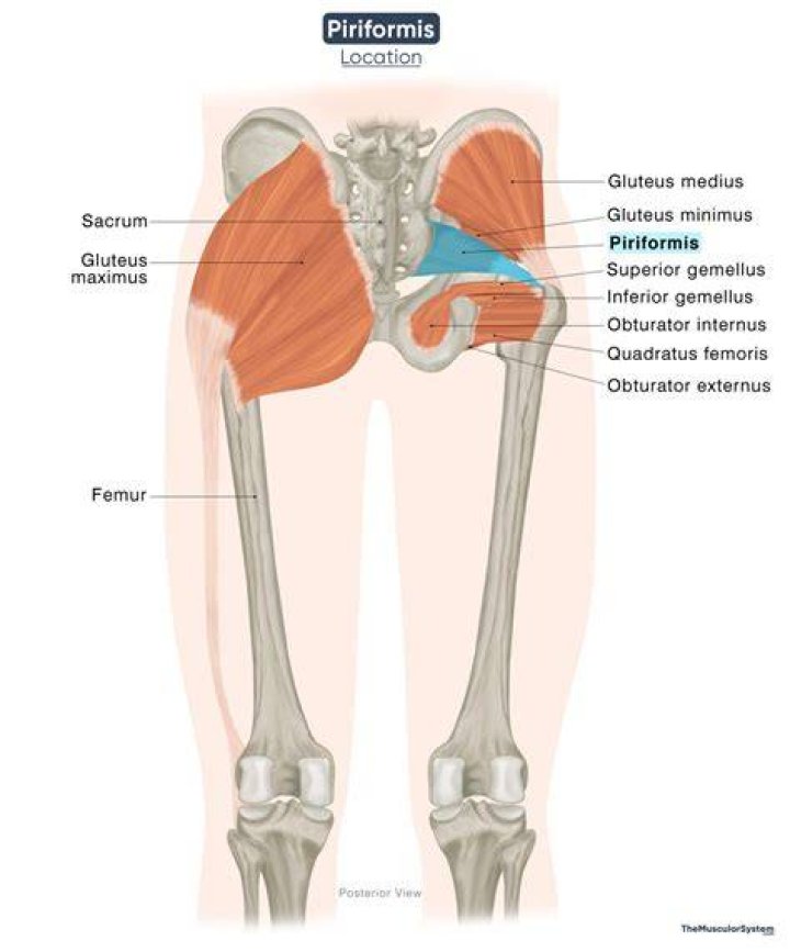 What is the location of the piriformis muscle?