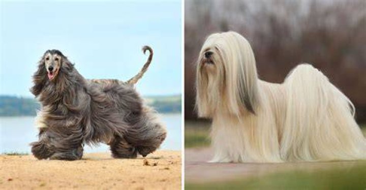 What is the long haired dog called?