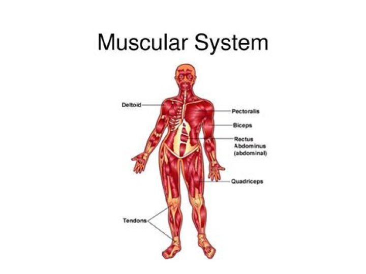 What is the most important organ of the muscular system?