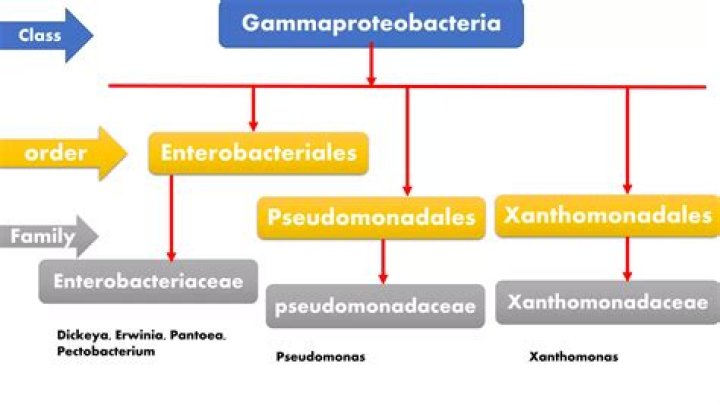 What is the order of Gammaproteobacteria?