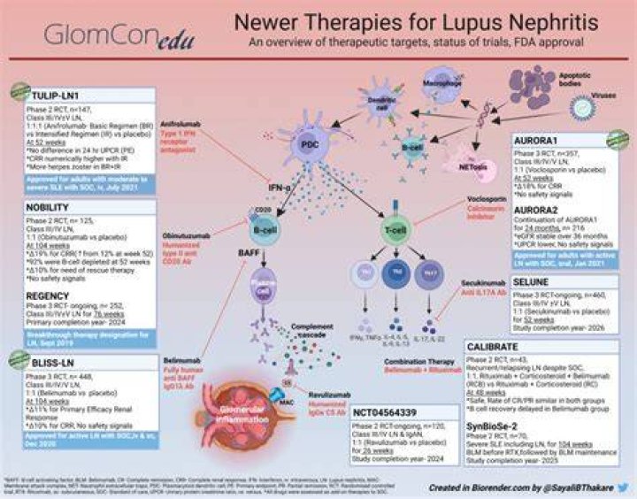 What is the standard of care for lupus nephritis?