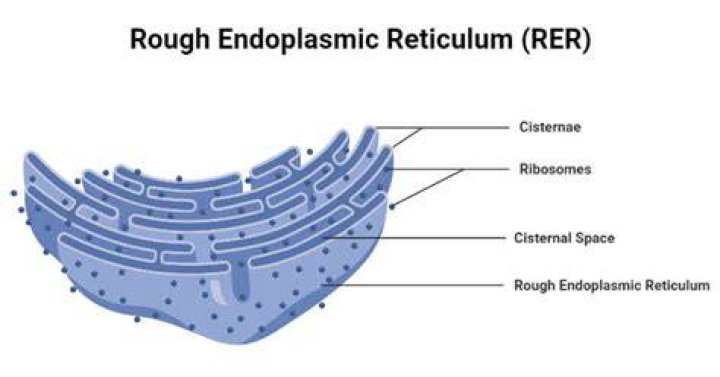 What is the structure and function of the rough ER?