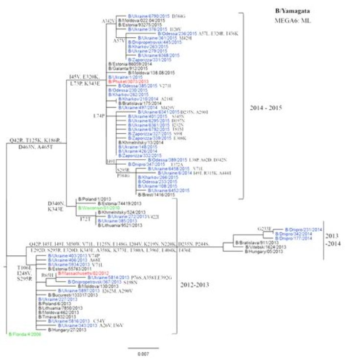 What is Yamagata lineage?