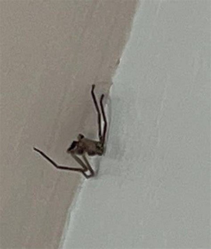 What kind of spider only has 4 legs?